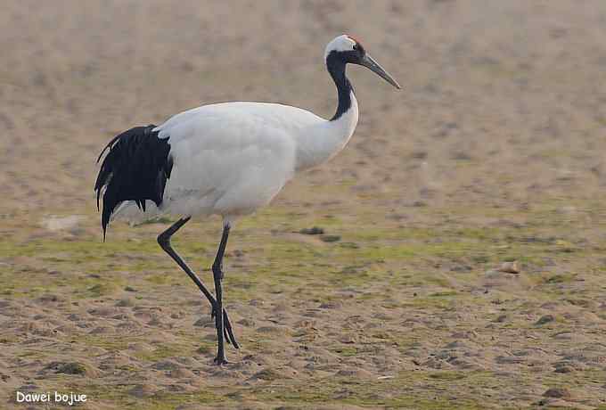 湿地之神：丹顶鹤