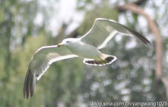 飞（海鸥与夜鹭） wbr2