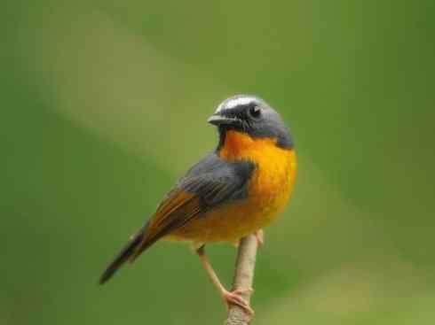 美丽无罪：雀鸟之姬鹟