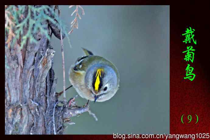 戴菊鸟（9）