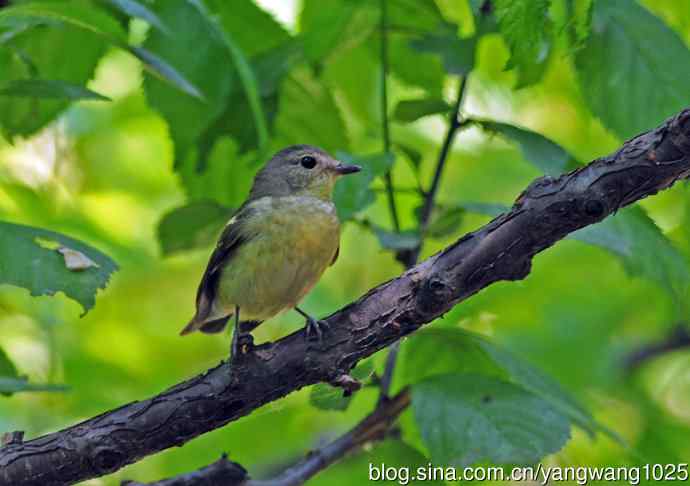 雌性白眉姬鹟（1）