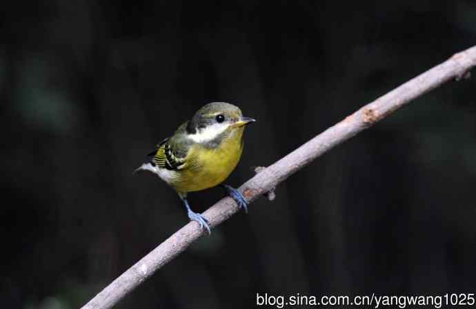 黄腹山雀（14）