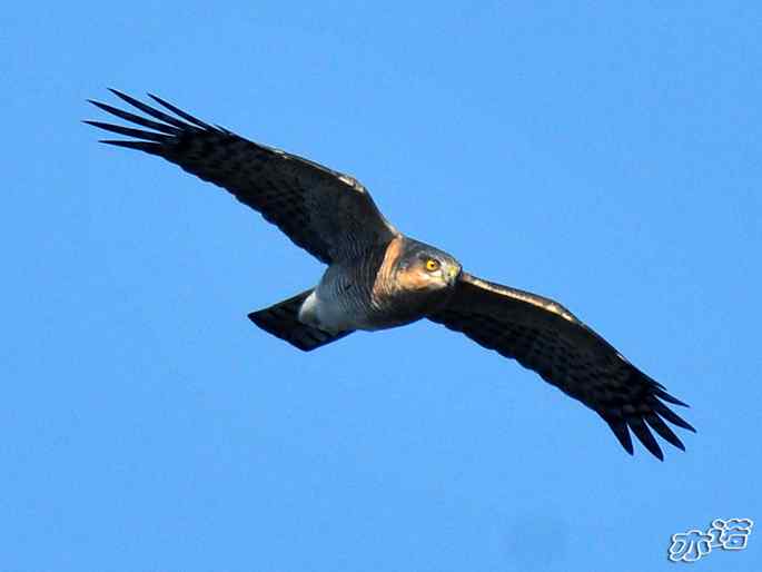 北京西山&nbsp;wbr路&nbsp;wbr雀鹰