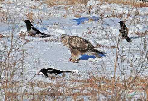 [组图]毛脚鵟与喜鹊