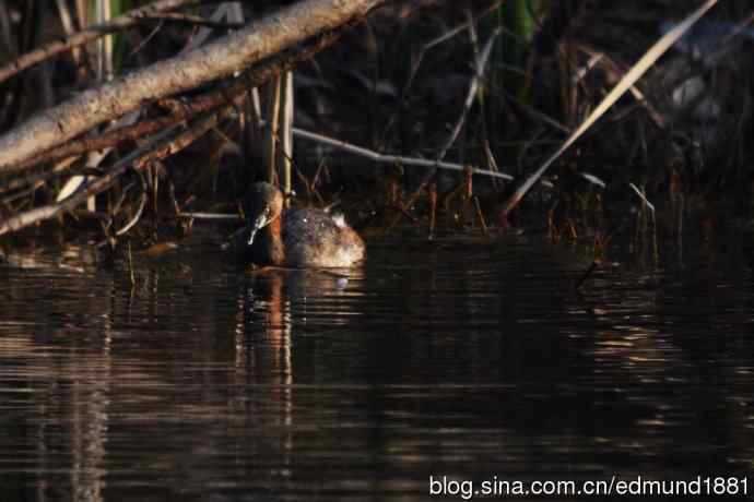 吴淞炮台湾湿地公园3月鸟况