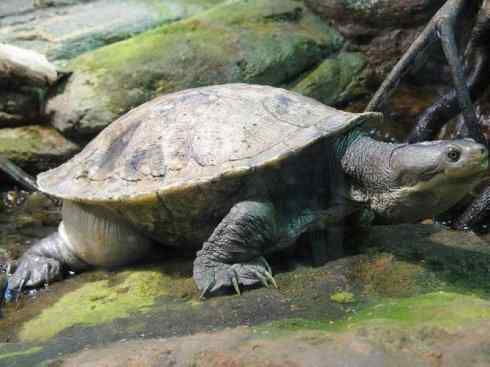 玄武：传说的兽原型探秘（澳洲长颈龟）