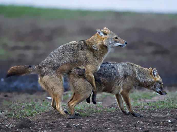 犬科:犬亚科犬属之金豺、黑背豺(胡狼类) 犬科:犬亚科犬属之金豺、黑背豺(胡狼类)