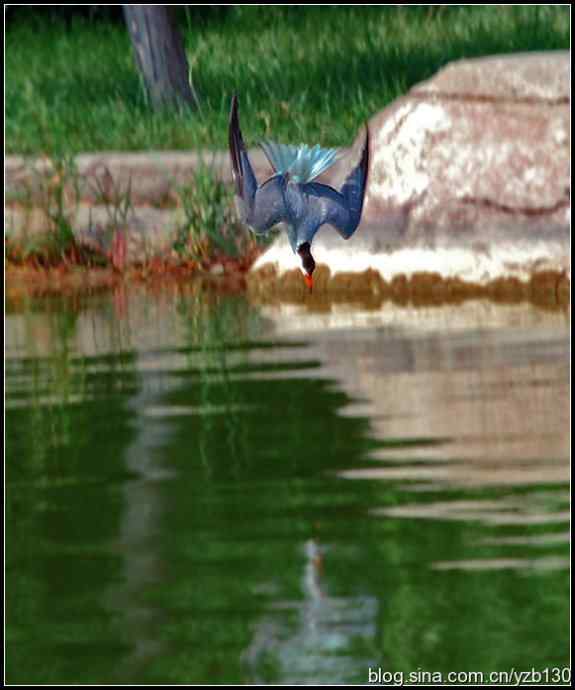 高尔基笔下的海燕是什么鸟？（组图）（蒙古行2）