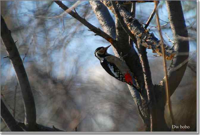 点击图片或使用键盘← →翻页