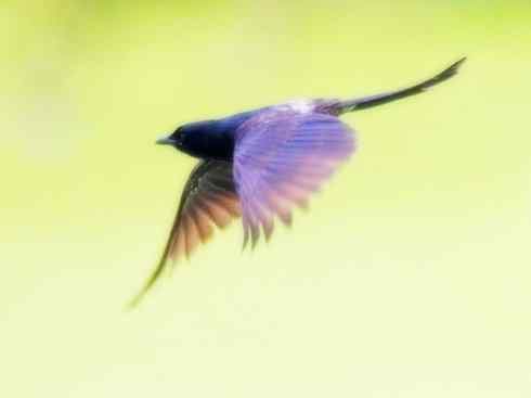 雀鸟也彪悍：黑侠（黑卷尾）