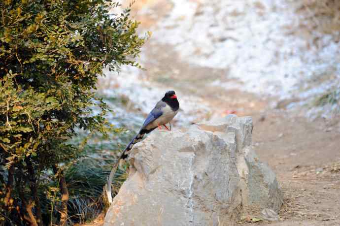 红嘴蓝鹊（12）