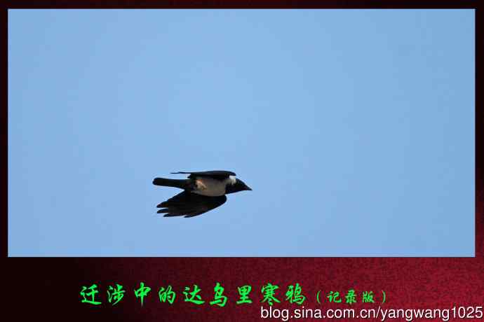 迁涉中的达乌里寒鸦（记录版）