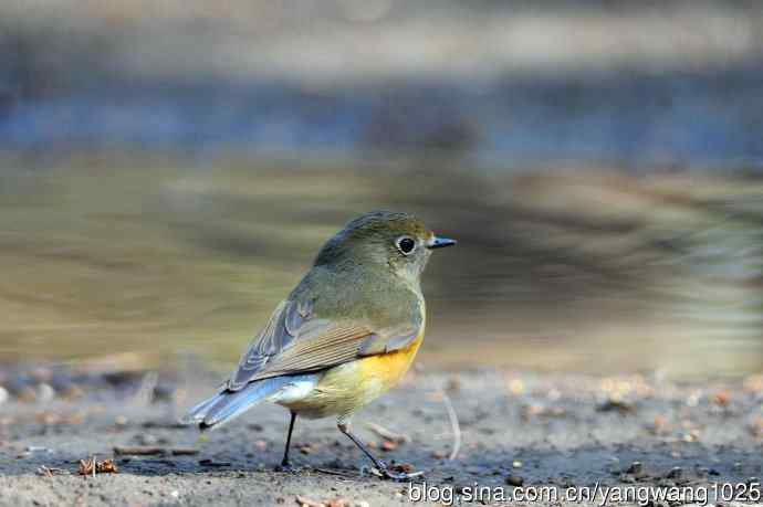 雌性红胁蓝尾鸲（66）