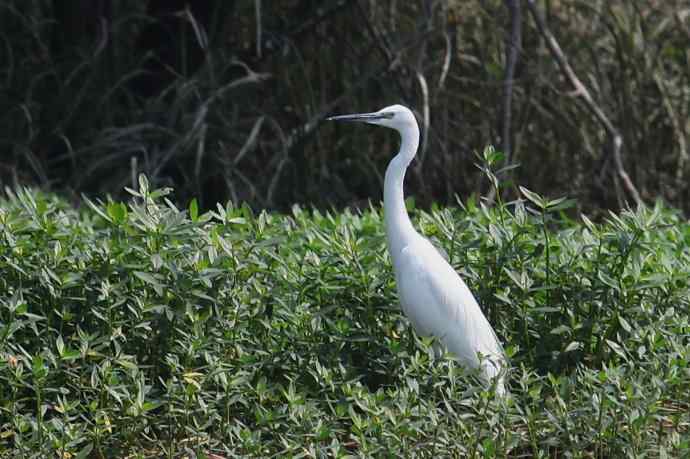 摄鸟拾趣（二十） wbr白鹭（一）