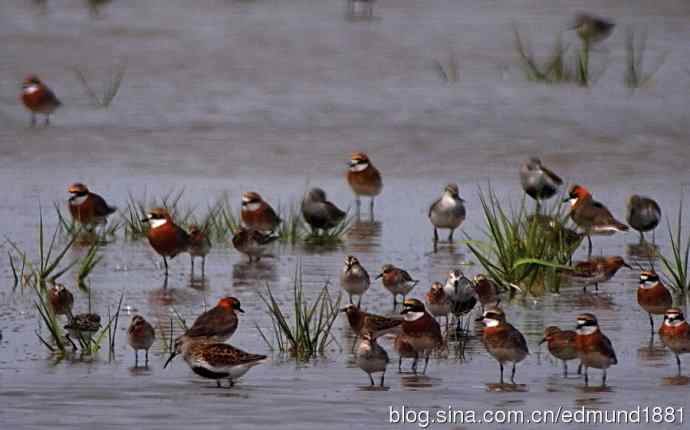 处女下海   施华望远鏡SW80HD打鸟