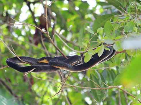 龙:传说的兽原型探秘(眼睛蛇类) 龙:传说的兽原型探秘(眼睛蛇类)