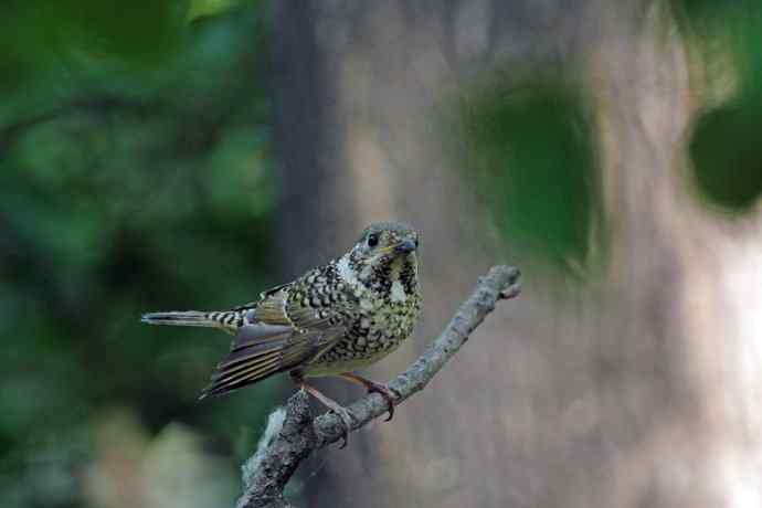 雌性白喉矶鸫（2）