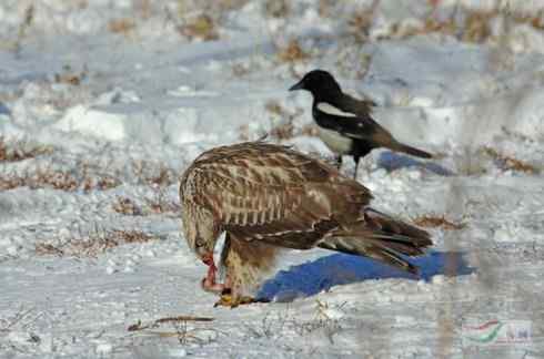 [组图]毛脚鵟与喜鹊