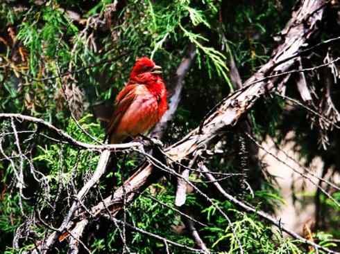 美丽无罪：雀鸟之雀类