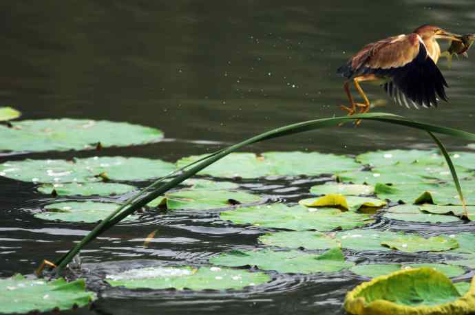 捕鱼的黄苇鳽（记实）1
