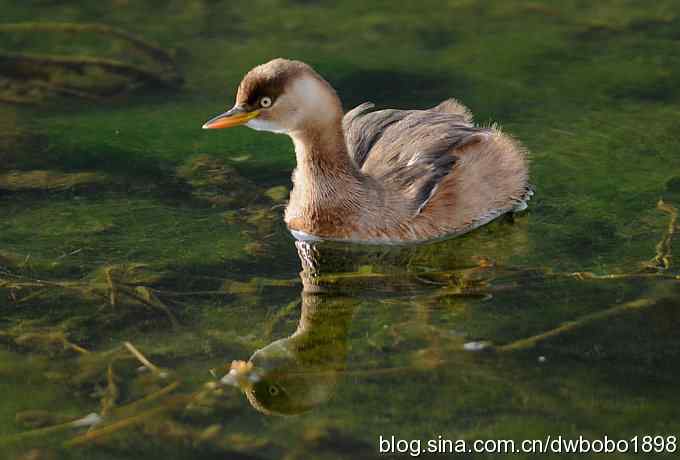 山光悦鸟性 wbr偶心竞翔飞 山光悦鸟性 wbr偶心竞翔飞