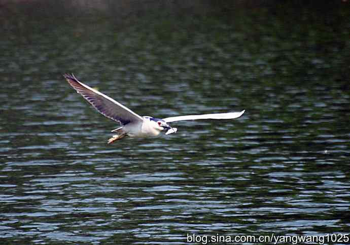 飞（夜鹭）22