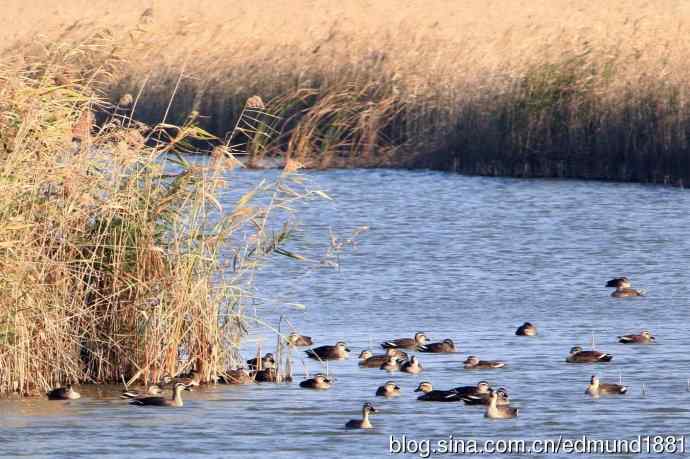 崇明东滩湿地公园观鸟记