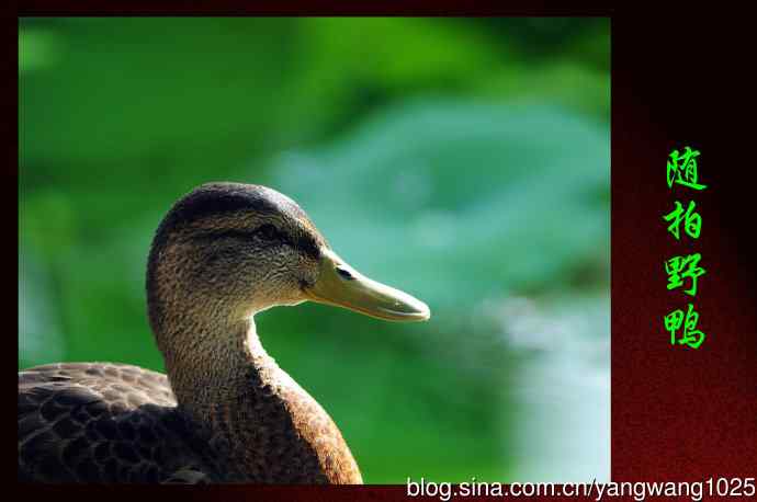 随拍野鸭 随拍野鸭