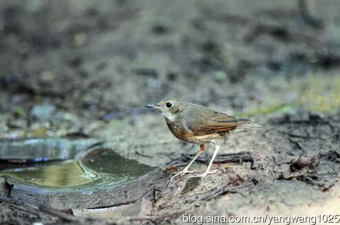 雌性蓝歌鸲（6）