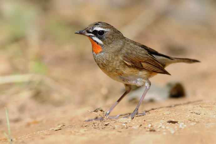 秋季迁徙鸟：红喉歌鸲*