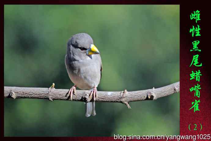 雌性黑尾蜡嘴雀（2）