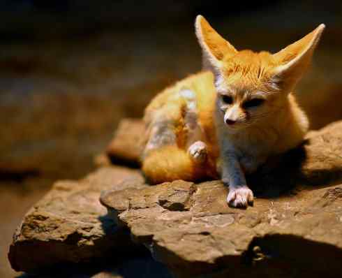 犬科：狐亚科狐属