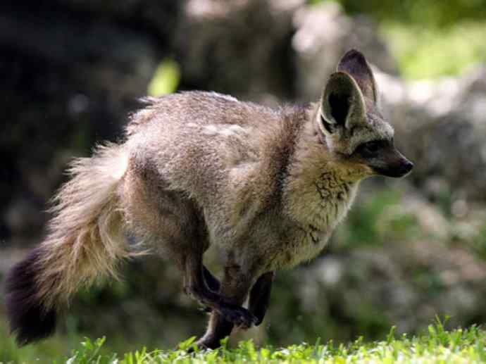 犬科：狐亚科之大耳狐