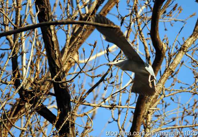 落向枝头的夜鹭(1) 落向枝头的夜鹭(1)