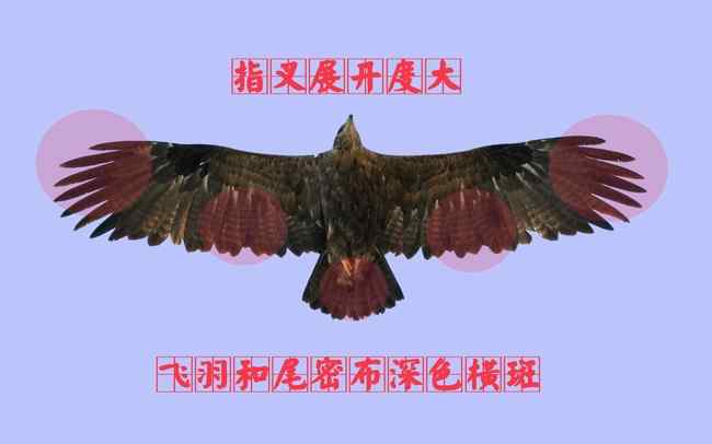 猛禽大全——中国东部地区27种迁徙类猛禽辨识