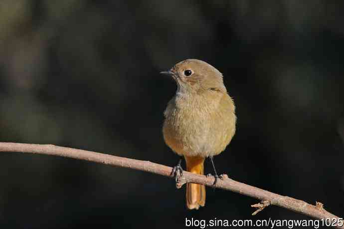 雌性北红尾鸲(3) 雌性北红尾鸲(3)