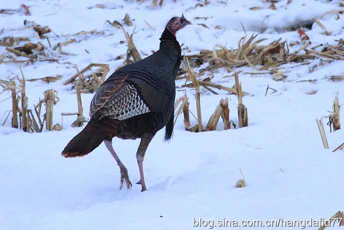 雪地路火鸡