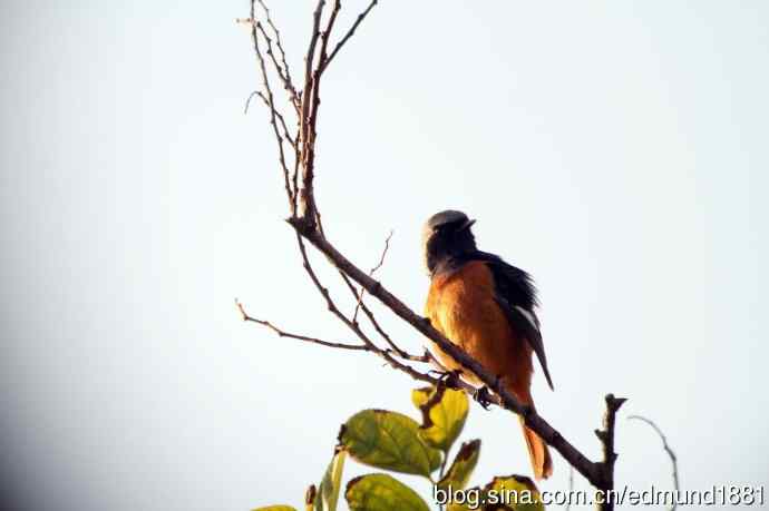 崇明东滩湿地公园十一月鸟况-望远镜打鸟