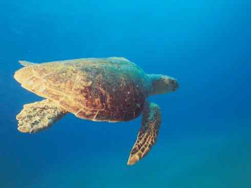 玄武：传说的兽原型探秘（侧颈龟类）