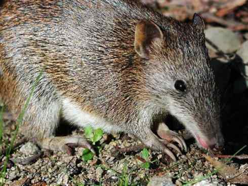 动物世界：山寨还是原创之十三