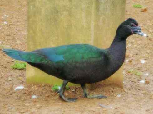 雁鸭之最之二 雁鸭之最之二