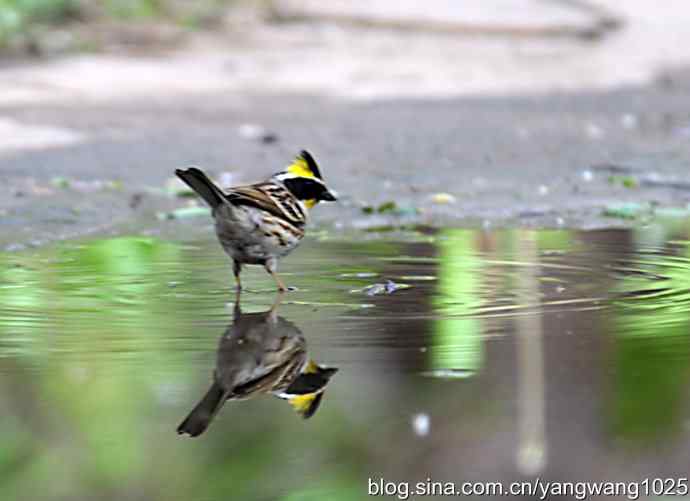 北京天坛公园的鸟类——黄喉鹀
