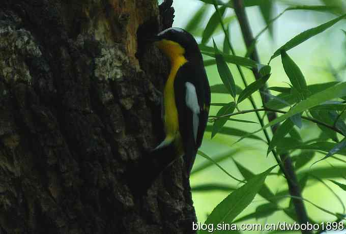 鸣音悦耳滴艳鸟--白眉姬鹟