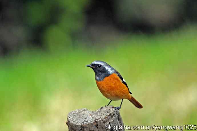 雄性北红尾鸲（34）