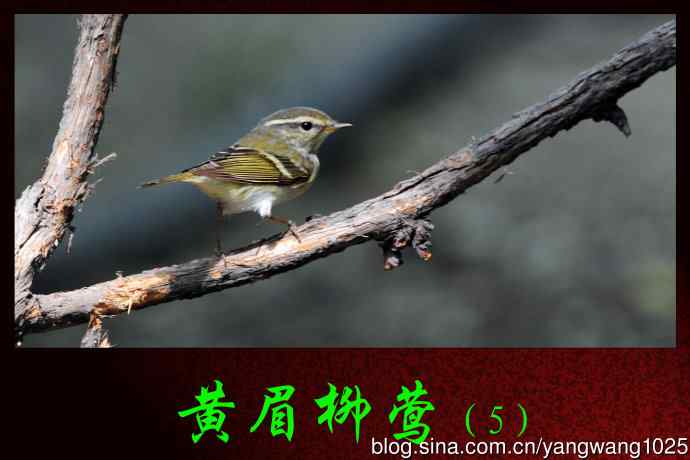 北京天坛公园的鸟类——黄眉柳莺（5）