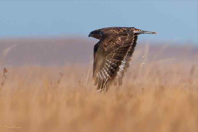 草原追梦. 蓝天鵟影