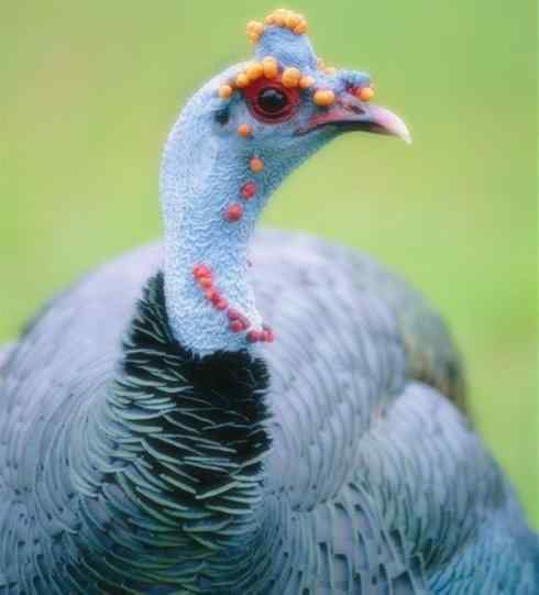 奇特的盔：眼斑吐绶鸡