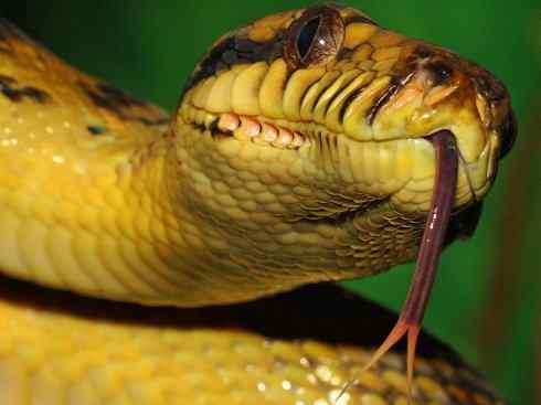 龙：传说的兽原型探秘（树蟒类）