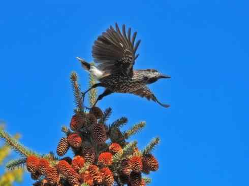 家禽驯化之源之二十九