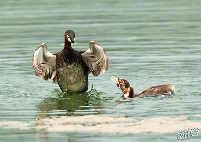 北京植物园拍鸟——小鸊鷉一家